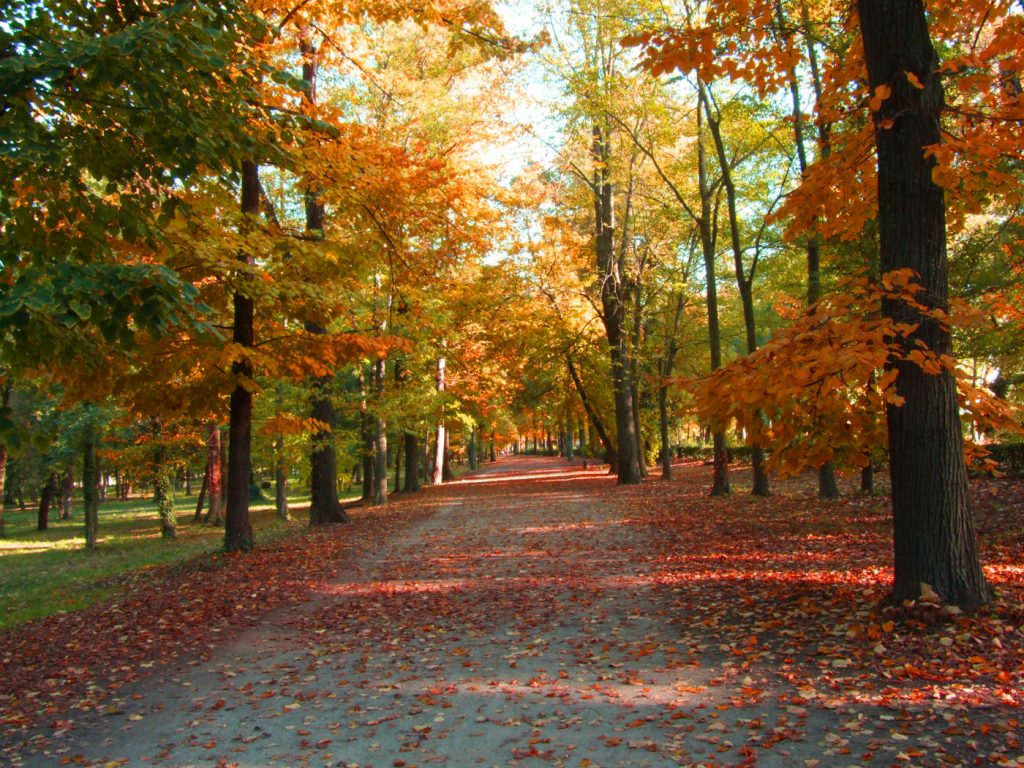 Autunno a Firenze: i migliori giardini per godersi la stagione