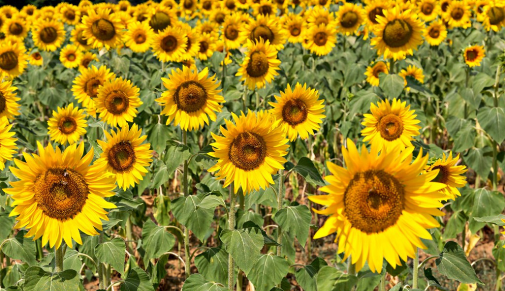 5 sunflower fields in Tuscany