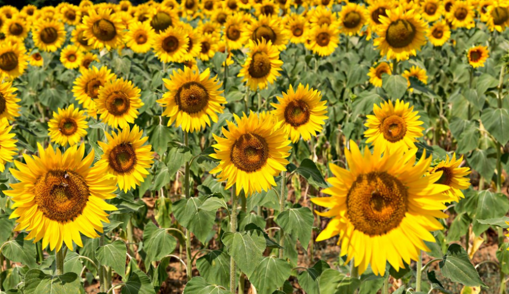 5 campi di girasoli in Toscana